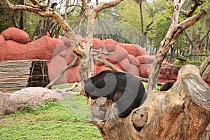 Himalayan Black Bear in Zoo Park Stock Photograph Image