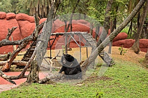 Himalayan Black Bear in Zoo Park Stock Photograph Image