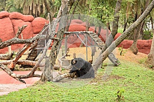 Himalayan Black Bear in Zoo Park Stock Photograph Image