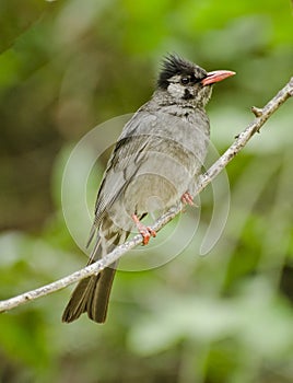 A himalayan black bulbul