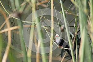 Himalayan black bulbul