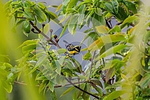 Himalayan Black Lored Tit