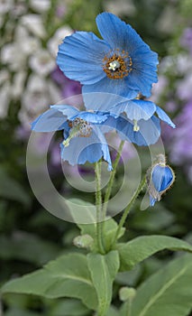 Himalayan blue poppies on display