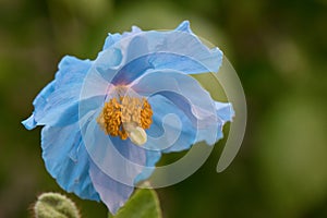 Himalayan blue poppy Meconopsis betonicifolia, close-up of flower