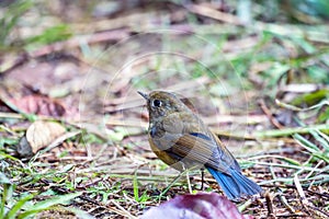 Himalayan bluetail