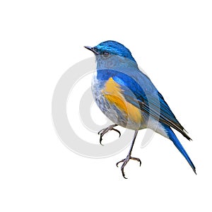 Himalayan Bluetail bird
