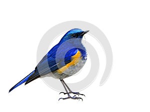 Himalayan bluetail or orange-flanked bush-robin Tarsiger rufilatus beautiful blue bird with orange side feathers fully standing