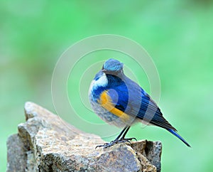 Himalayan bluetail or orange-flanked bush-robin Tarsiger rufilatus beautiful blue bird with yellow side feathers standing on the