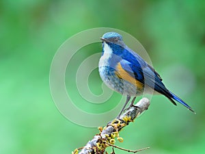 Himalayan bluetail or orange-flanked bush-robin Tarsiger rufilatus beautiful chubby blue bird with orange side feathers perching