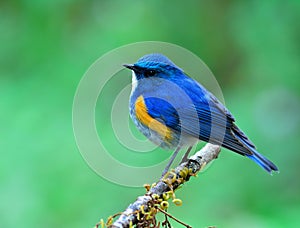 Himalayan bluetail or orange-flanked bush-robin Tarsiger rufilatus beautiful chubby blue bird perching on the stick showing its