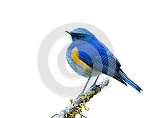 Himalayan bluetail or Orange-flanked Bush-robin Tarsiger rufilatus beautiful chubby blue bird sitting on a perch showing its