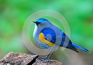 Himalayan bluetail or orange-flanked bush-robin Tarsiger rufilatus beautiful chubby blue bird straitly standing on the rock