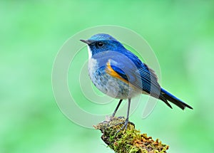 Himalayan bluetail or orange-flanked bush-robin Tarsiger rufilatus beautiful a cute chubby blue bird with orange side feathers