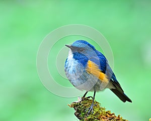 Himalayan bluetail or orange-flanked bush-robin Tarsiger rufilatus beautiful a cute chubby blue bird with orange side feathers