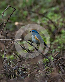 Himalayan Bluetail perched in a thicket