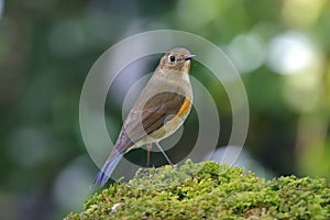 Himalayan Bluetail Tarsiger rufilatus Beautiful Female Birds of Thailand