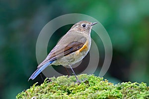 Himalayan Bluetail Tarsiger rufilatus Beautiful Female Birds of Thailand