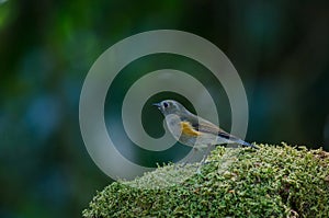 Himalayan Bluetail Tarsiger rufilatus Female