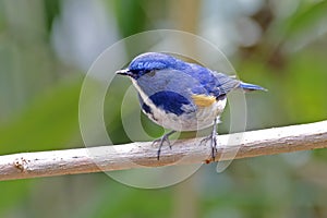 Himalayan Bluetail Tarsiger rufilatus Male