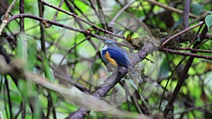 Himalayan Bluetail Tarsiger rufilatus Male Birds of Thailand