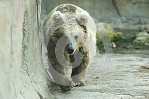 Himalayan brown bear