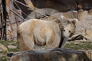 Himalayan brown bear, Ursus arctos isabellinus, has a very bright color