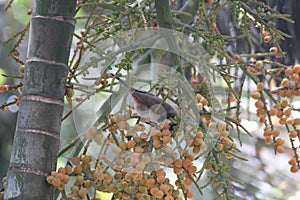 Himalayan bulbul in a palm tree