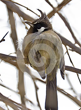 A himalayan bulbul
