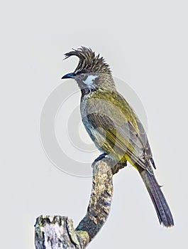 Himalayan bulbul perching on tree branch