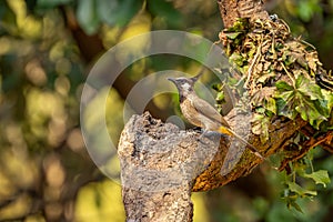 Himalayan Bulbul,