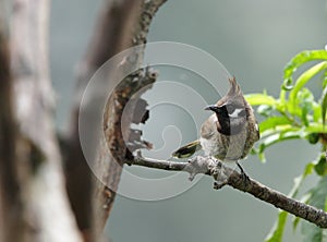 Himalayan bulbul