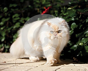 Himalayan cat