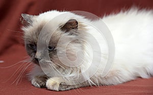 Himalayan cat