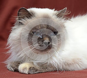 Himalayan cat