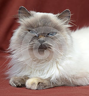 Himalayan cat