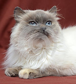 Himalayan cat