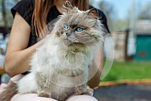 Himalayan Cat Lounging on Owner in Garden