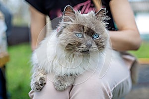 Himalayan Cat Lounging on Owner in Garden