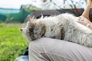 Himalayan Cat Napping on Owner's Lap Outdoors