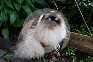 Himalayan cat sitting in garden