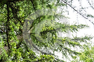 Himalayan cedar close up photo cedrus deodara