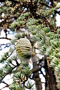 Himalayan Cedar or Deodar Cedar