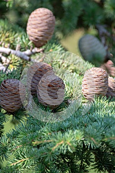 Himalayan cedar or deodar cedar tree with female cones, Christmas background