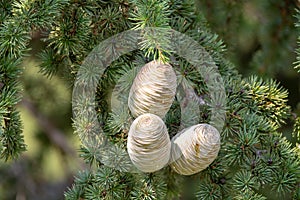 Himalayan cedar or deodar cedar tree with female cones, Christmas background