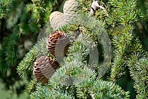 Himalayan cedar or deodar cedar tree with female and male cones, Christmas background