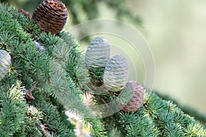 Himalayan cedar or deodar cedar tree with female and male cones, Christmas background