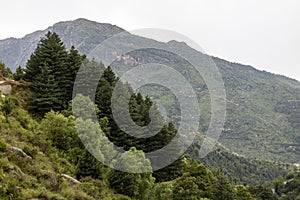 Himalayan cedar tree forest in Pakistan
