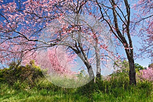 Himalayan cherry blossom