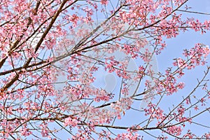 Himalayan Cherry Blossom , also call Sakura pink color with blue