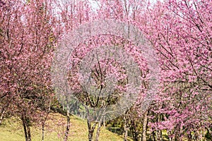 Himalayan Cherry flower (Prunus cerasoides) cherry blossom